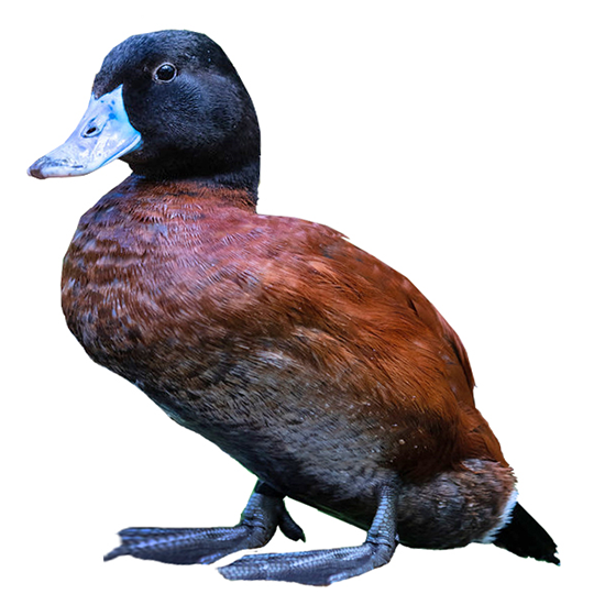 Argentine Blue-Bill Lake Duck